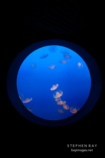 Jellyfish display at the Monterey Bay Aquarium. Monterey, California.