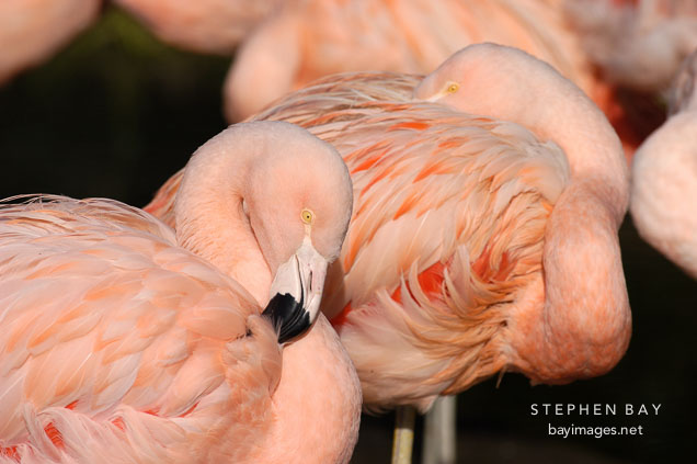 Chilean Flamingo, Phoenicopterus chilensis. Pink flamingo.