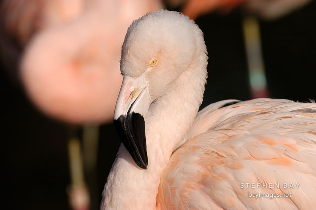 Chilean Flamingo, Phoenicopterus chilensis. Pink flamingo.