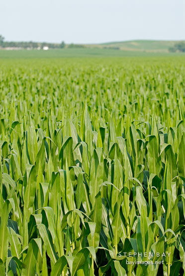 Corn Field. Iowa, USA.