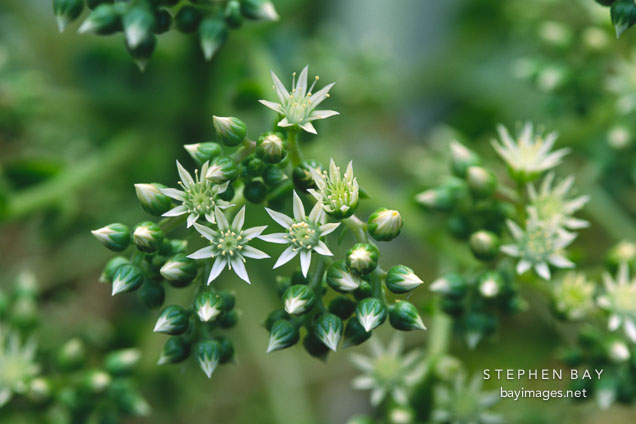 Flowering succulent.