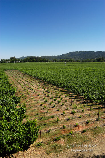 Grape fields. Napa Valley, California.