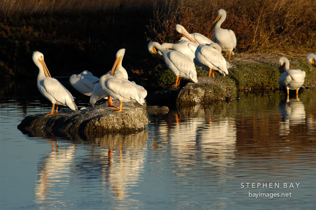 American white pelicans. Palo Alto Baylands Nature Preserve, California.