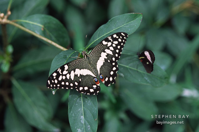 Lime Butterfly. Papilio demoleus