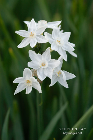 Narcissus papyraceus, Paperwhite Daffodil.