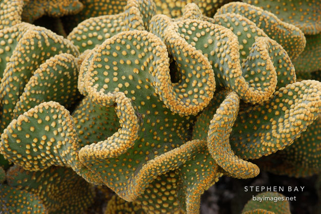 Opuntia.