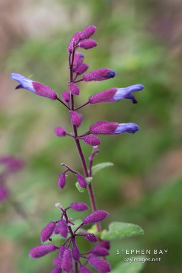 Salvia semiatrata.
