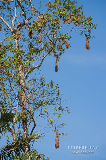 Hanging oropendola bird nests near Tambopata reserve in the Amazon. Peru.