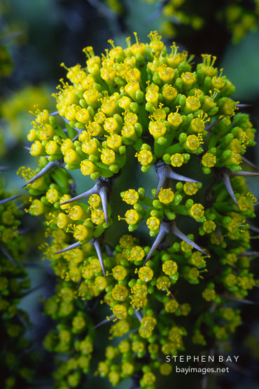 Euphorbia coerulescens.