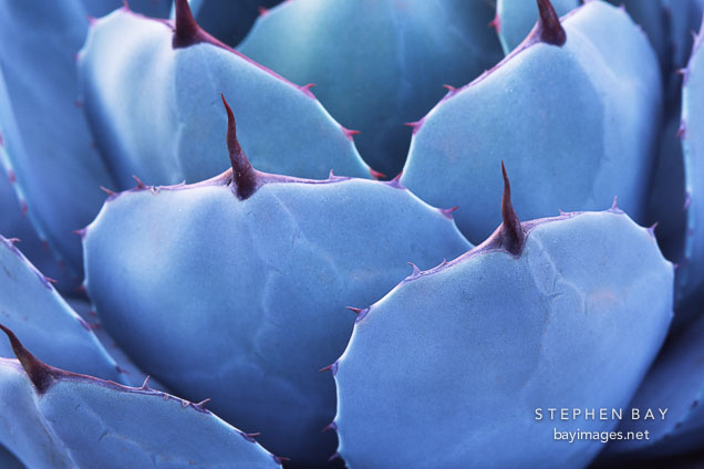 Agave.