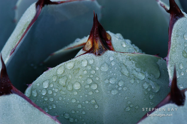 Agave with morning dew drops.