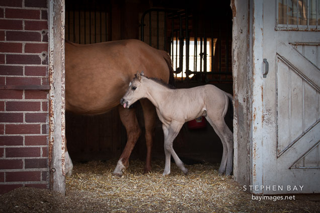 Dun colored foal standing in doorway with mother.