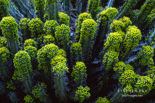 Euphorbia coerulescens.