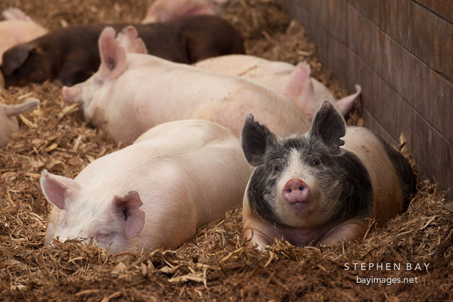 Finisher hogs inside barn. ISU Swine Farm. Ames, Iowa.