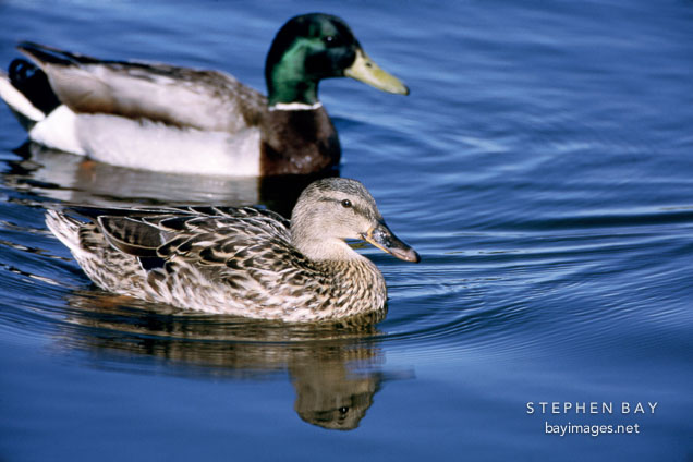 Male and Female Mallards. Anas platyrhynchos. Palo Alto Baylands, California.