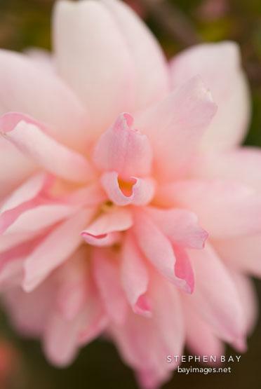 Rose, Souvenir de MME. Ladvocat.