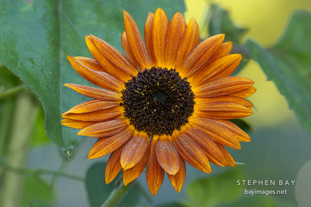 Sunflower 'Velvet Queen'. Helianthus annuus.