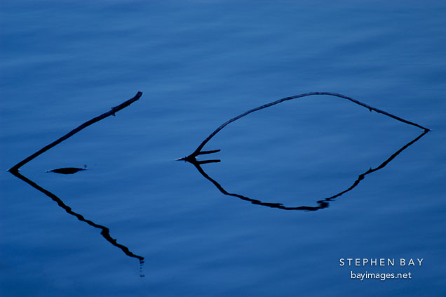Palo Alto Baylands Nature Preserve, California.