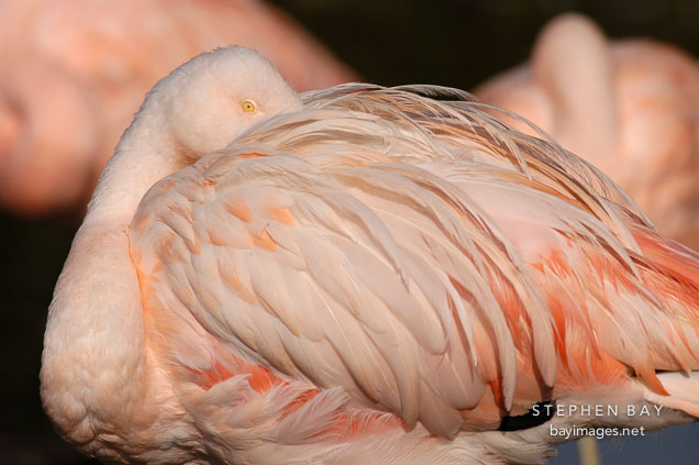 Chilean Flamingo preening. Phoenicopterus chilensis. Pink flamingo.