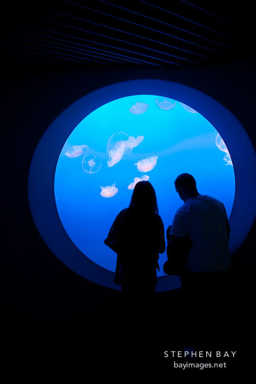 Couple viewing jellyfish at the Monterey aquarium.