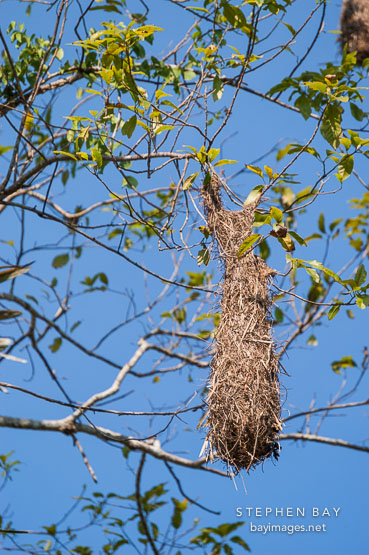Oropendola bird nest near Tambopata reserve in the Amazon. Peru.