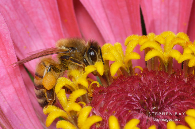 Honey bee on Zinnia elegans. Apis mellifera.