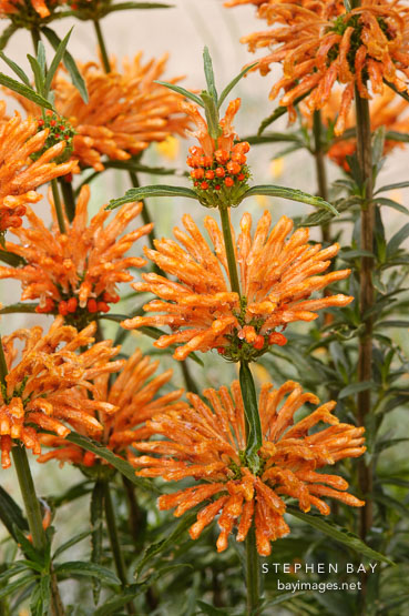 Leonotis ocymifolia. Lion's Tail