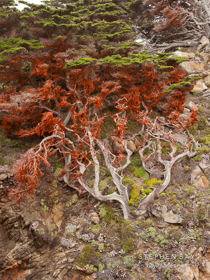 Algae rich in beta carotene cover this Monterey cypress tree. Point Lobos, California.