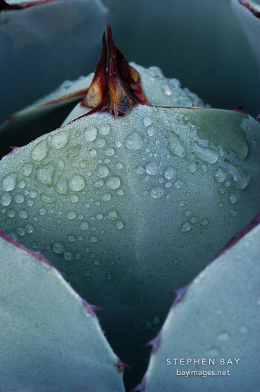 Early moning dew on Agave.