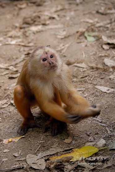 White faced Capuchin monkey. Rollin Island, Madre de Dios river, Amazon, Peru.