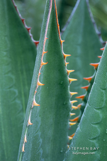 Agave.