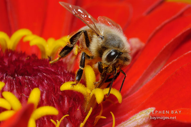 Honey bee on Zinnia elegans. Apis mellifera.