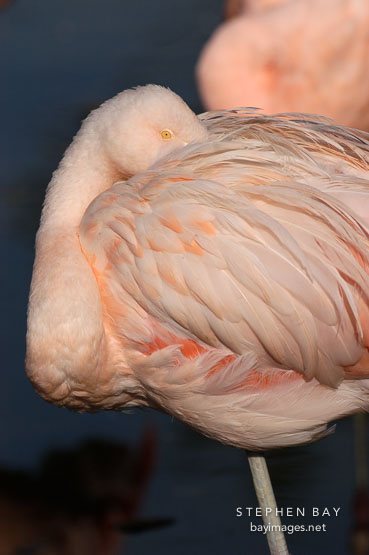 Chilean Flamingo, Phoenicopterus chilensis. Pink flamingo.