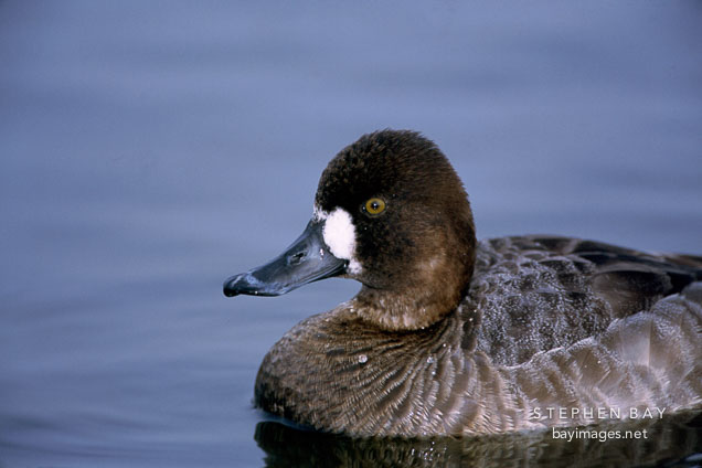 Female Greater Scaup. Aythya marila. Palo Alto Baylands.