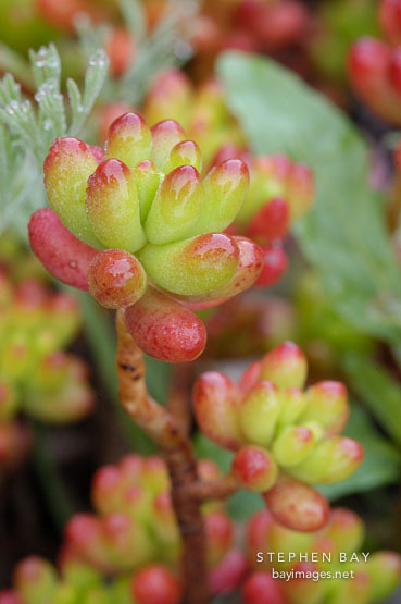 Sedum rubrotinctum.