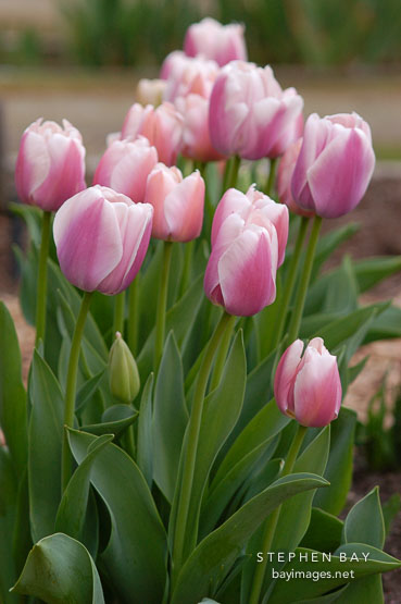 Tulip 'Ollioules', Tulipa.