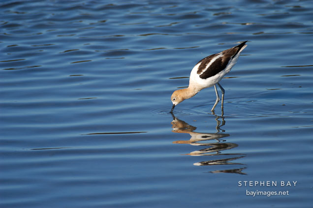 American avocet, Recurvirostra americana. Palo Alto Baylands, California.