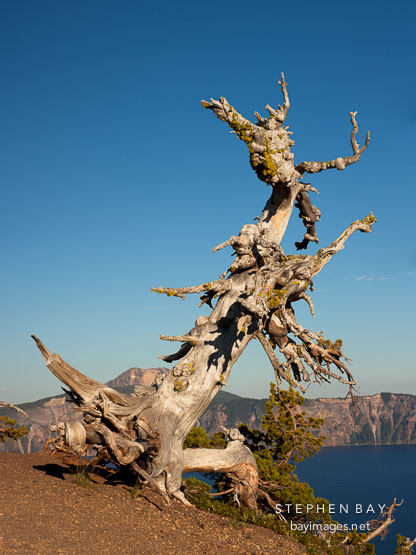 Ancient whitebark pine tree at Crater lake, Oregon.
