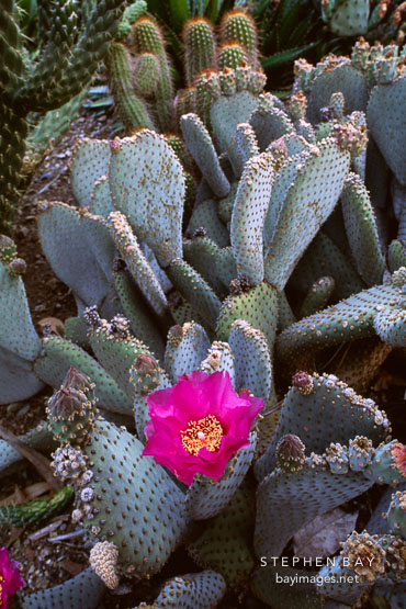 Beavertail cactus. Opuntia basilaris.