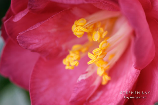 Camellia. 'Coral delight'.