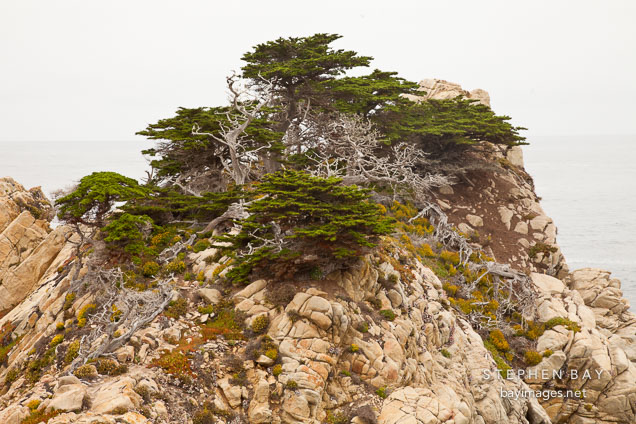 Cypress trees on rocky shoreline. Point Lobos, California.