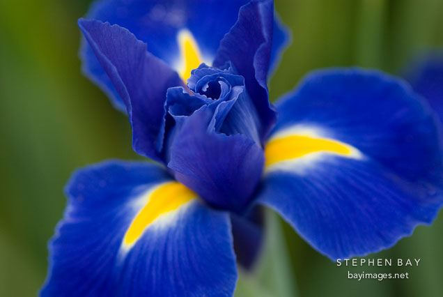 Dutch Iris, Blue Ribbon.