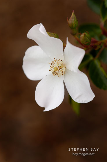 Jeeper's creeper. Miniature rose.