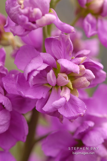 Larkspur, giant imperial mix. Consilida ambigua. Annual Delphinium