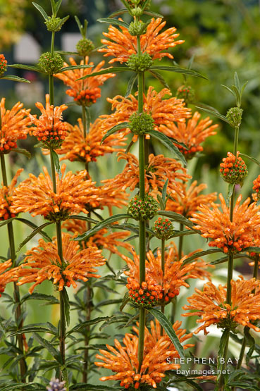 Lion's Tail. Leonotis ocymifolia.