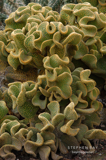 Opuntia.