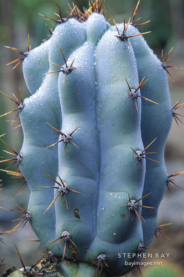 Unidentified cactus.