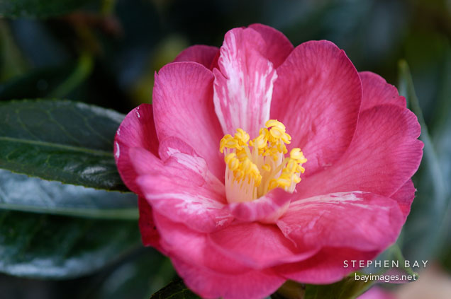 Camellia. 'Coral delight'.