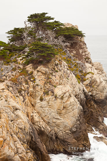 Coastal cypress trees at Point Lobos.