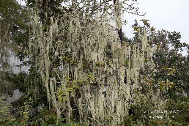 Moss covered tree along the trail to the Tiger's Nest monastery. Paro, Bhutan.